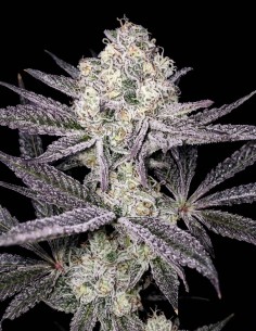 Sinaloa (Black Farm Genetix) Feminized Seeds | Up To 30% Off