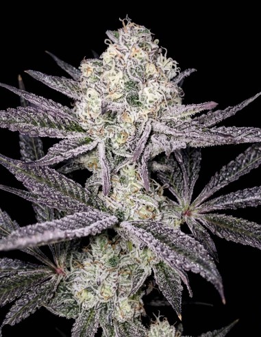 Sinaloa von Black Farm Genetix Hanfsamen | Oaseeds