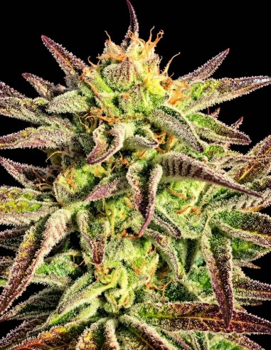 Accord Seeds (Mamiko Seeds) 🌿 Balanced effects