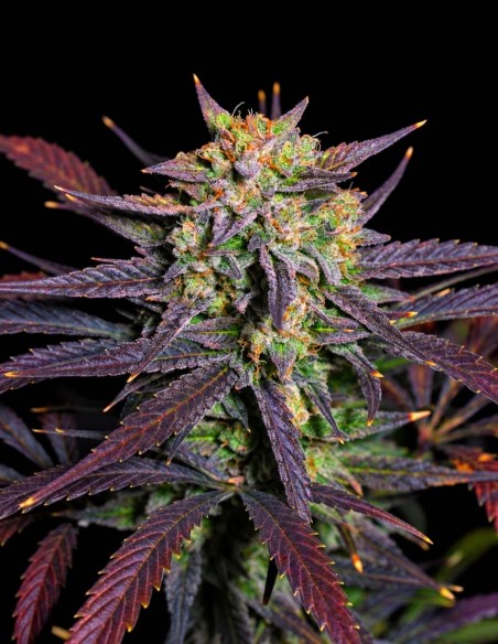 Banana Guava Auto Seeds (FastBuds Seeds) 🍌 Up To 28% THC