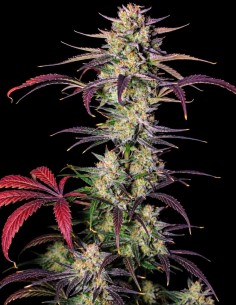 Banana Guava Auto Seeds (FastBuds Seeds) 🍌 Up To 28% THC 2