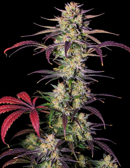 Banana Guava Auto Seeds (FastBuds Seeds) 🍌 Up To 28% THC