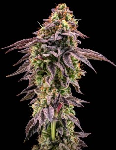 Z42 Seeds (FastBuds Seeds) 💥 Up To 31% THC