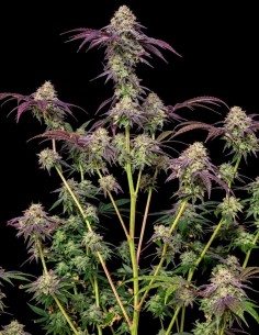Z42 Seeds (FastBuds Seeds) 💥 Up To 31% THC 2