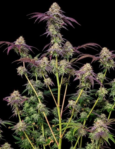 Z42 Seeds (FastBuds Seeds) 💥 Up To 31% THC