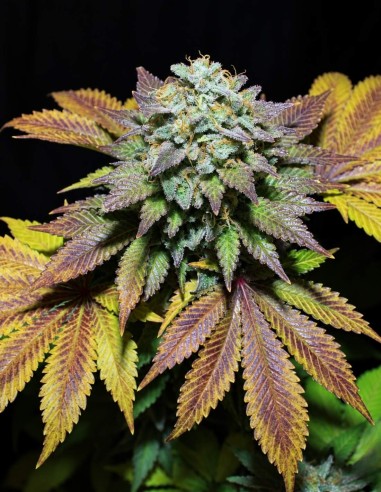 Semillas Gorilla Cookies (Pure Instinto) 💥 Alto THC