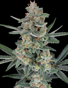 Semillas HB Dunkin'z (Pure Instinto) 🌸 Flores ricas en resina