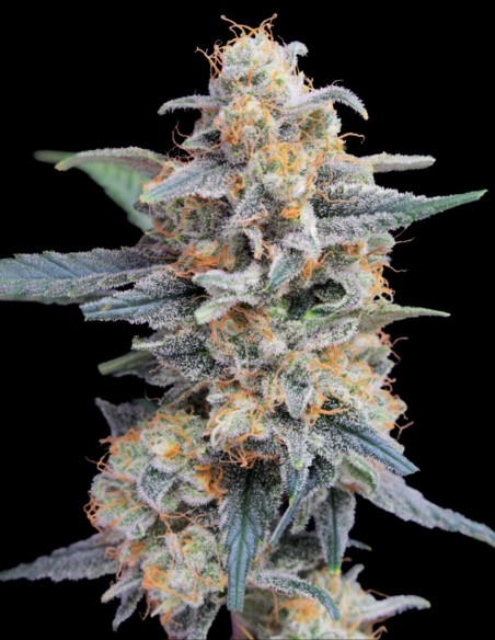 Semillas Honeyed Cream Dream (Pure Instinto) 🌿 Alta producción