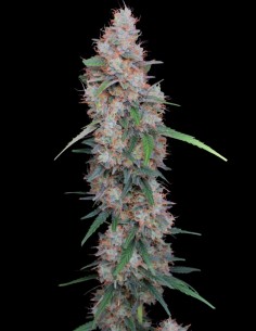 Semillas Honeyed Cream Dream (Pure Instinto) 🌿 Alta producción 2