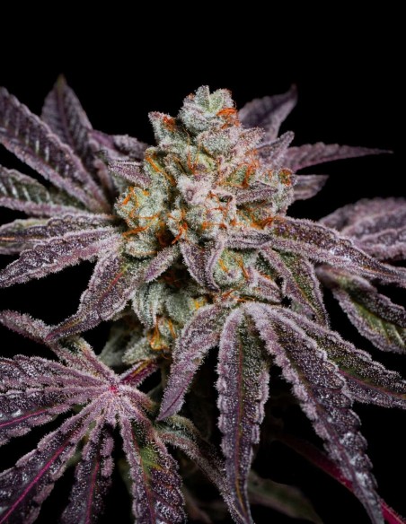 Insanity OG Seeds (Pure Instinto) 💥 30% THC Power