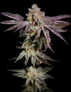 Insanity OG Seeds (Pure Instinto) 💥 30% THC Power 2