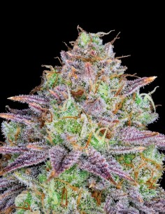 Semillas King's Banner (Pure Instinto) 👑 Alta potencia de THC