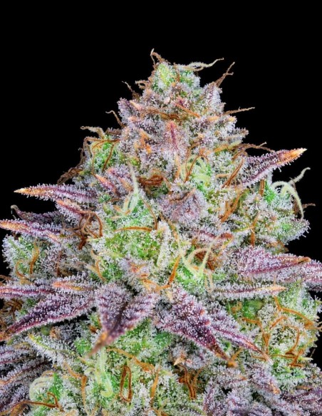 Semillas King's Banner (Pure Instinto) 👑 Alta potencia de THC
