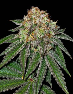 Kushido Seeds (Pure Instinto) 🌿 Potencia del 26–28% de THC