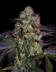 Kushmallow Seeds (Pure Instinto) 🌿 Resin-Rich Hybrid