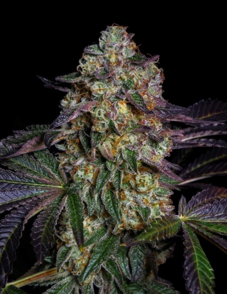 Kushmallow Seeds (Pure Instinto) 🌿 Resin-Rich Hybrid
