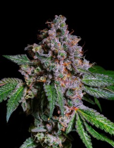 La Macedonia Seeds (Pure Instinto) 💥 25-28% THC Energy
