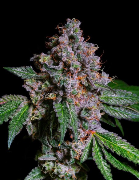 La Macedonia Seeds (Pure Instinto) 💥 25-28% THC Energy