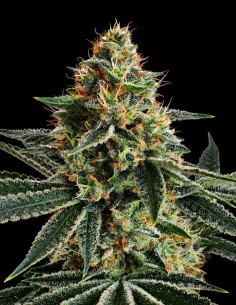 Lemon Storm Seeds (Pure Instinto) 🍋 Citrus Power