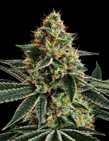 Lemon Storm Seeds (Pure Instinto) 🍋 Citrus Power