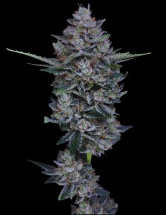 Graines MAC2 Auto (Pure Instinto) 🌿 25 % THC