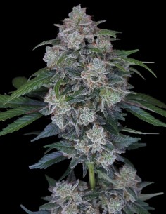 Graines MAK OG Auto (Pure Instinto) 💥 Jusqu’à 22 % de THC
