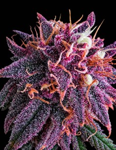 Purple Haze Seeds (Original Sensible Seeds) 💜 Up To 26% THC