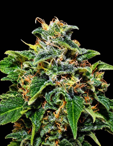 Skunk Seeds (Original Sensible Seeds) 💥 Up To 25% THC
