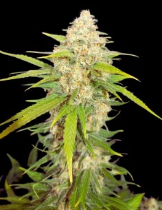 Melon Gum Seeds (Pure Instinto) 🍊 Sweet Melon Flavor