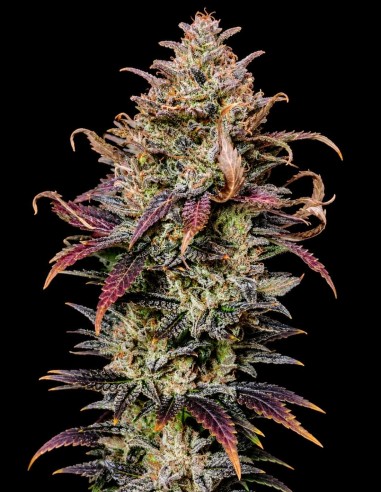 Mimosa Seeds (Pure Instinto) 🍋 Energizing Sativa Hybrid