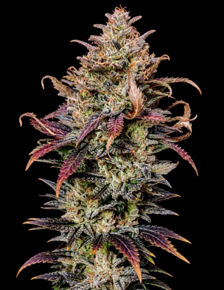 Mimosa Seeds (Pure Instinto) 🍋 Energizing Sativa Hybrid
