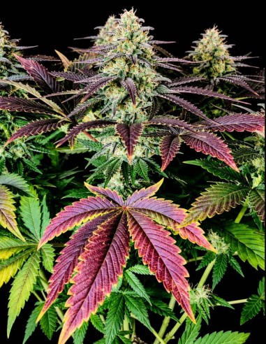 Mimosa Seeds (Pure Instinto) 🍋 Energizing Sativa Hybrid