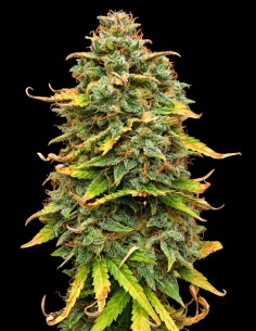 Graines Mimosa Cake Auto (Pure Instinto) 🍋 Agrumes & 24 % de THC