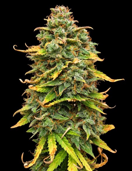 Graines Mimosa Cake Auto (Pure Instinto) 🍋 Agrumes & 24 % de THC