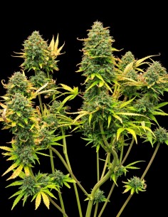 Graines Mimosa Cake Auto (Pure Instinto) 🍋 Agrumes & 24 % de THC 2
