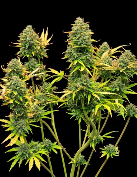 Graines Mimosa Cake Auto (Pure Instinto) 🍋 Agrumes & 24 % de THC