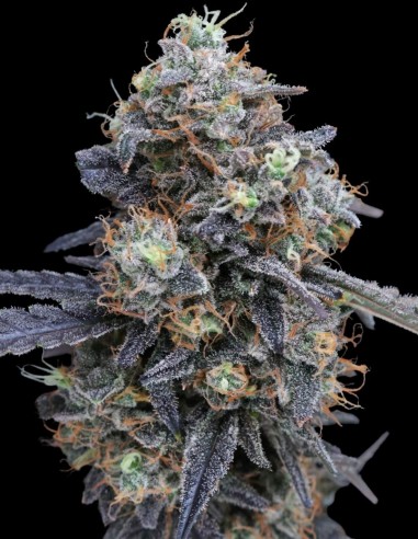 Minty Grape Kush Seeds (Pure Instinto) 🍇 Up to 24% THC