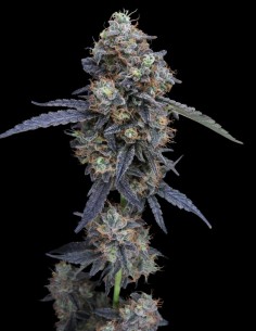 Minty Grape Kush Seeds (Pure Instinto) 🍇 Up to 24% THC 2