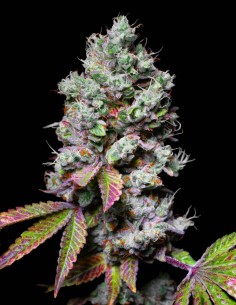 Mochi Seeds (Pure Instinto) 🌿 Relaxing Indica