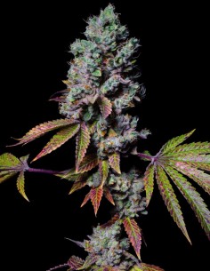Mochi Seeds (Pure Instinto) 🌿 Relaxing Indica 2