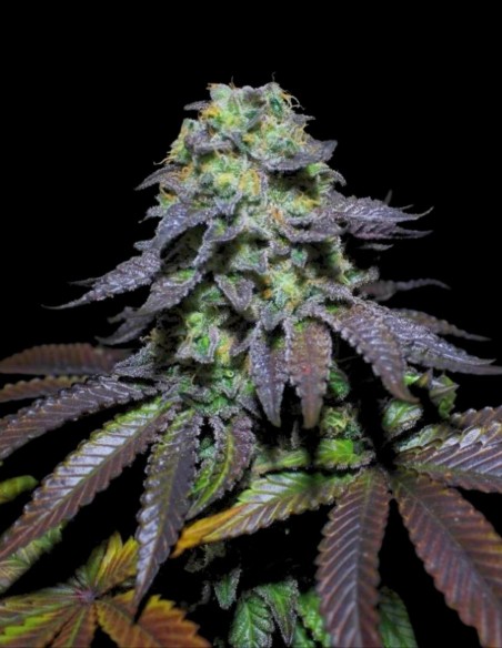 Peanut Butter Cookies Seeds (Pure Instinto) 🥜 High THC