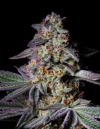 Pure Glitter Seeds (Pure Instinto) ✨ Up To 30–34% THC
