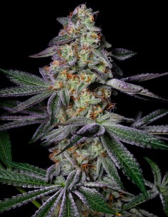 Pure Glitter Seeds (Pure Instinto) ✨ Up To 30–34% THC 2