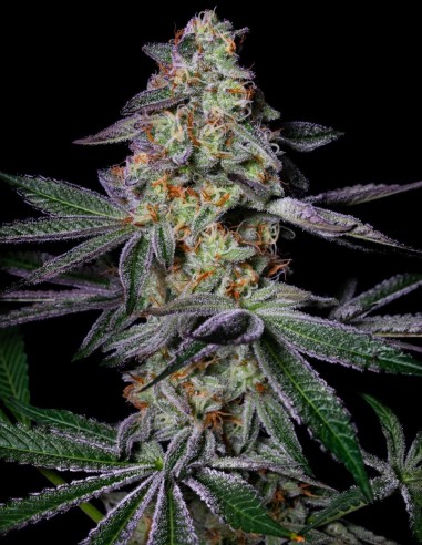 Pure Glitter Seeds (Pure Instinto) ✨ Up To 30–34% THC