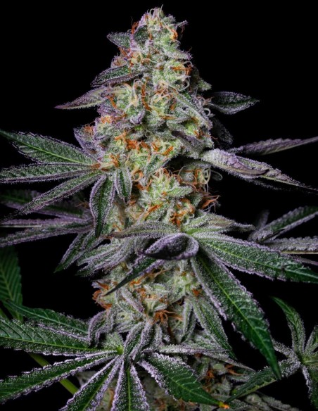 Pure Glitter Seeds (Pure Instinto) ✨ Up To 30–34% THC