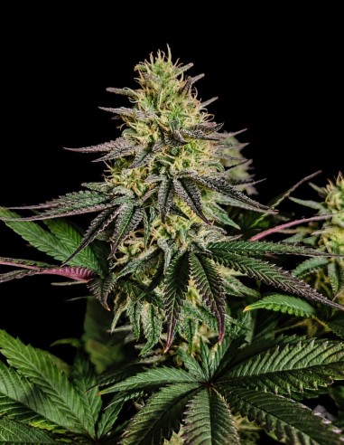 Pure Ice Cream Seeds (Pure Instinto) 🍧 Relaxing Euphoria