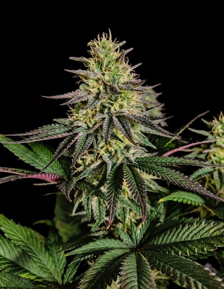 Pure Ice Cream Seeds (Pure Instinto) 🍧 Relaxing Euphoria