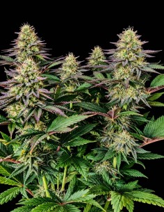 Pure Ice Cream Seeds (Pure Instinto) 🍧 Relaxing Euphoria 2