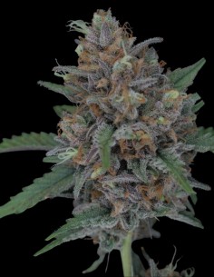 Graines Purple Punch Auto (Pure Instinto) 💜 Têtes violettes