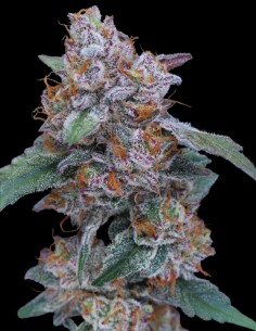 Graines SherBacio OG Auto (Pure Instinto) 💥 26 % de THC